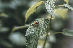 Plants