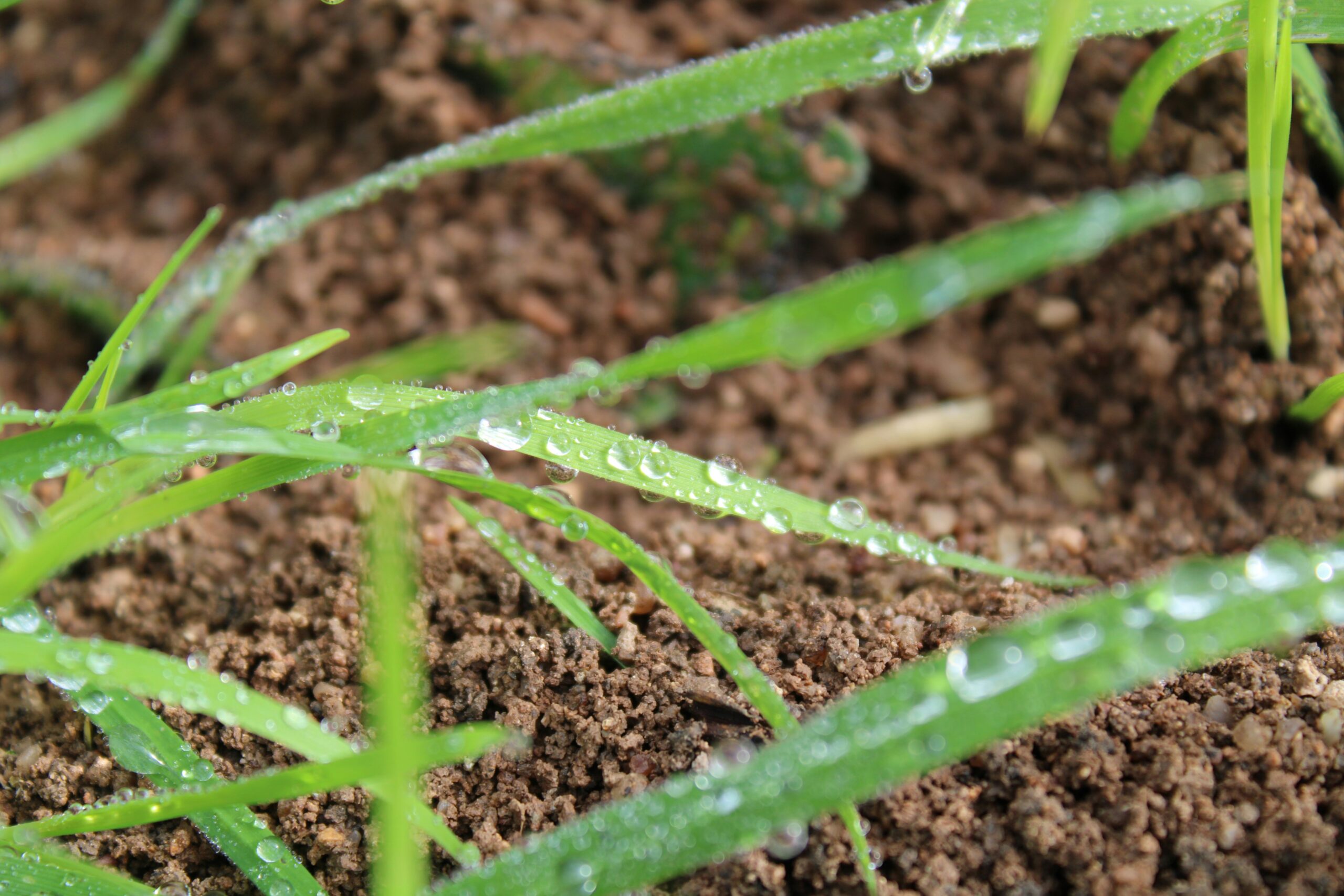 soil-power-transformation-a-complete-guide-to-boosting-garden-productivity-through-natural-soil-improvement